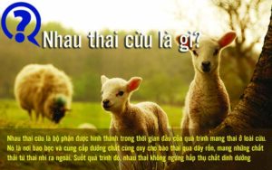 nhau-thai-cuu-la-gi-jpg-